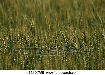 Barley Field View Large Photo Image Stock Photo - Barley Field. Fotosearch