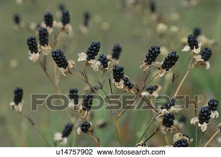 Stock Image - Black Seeds. Fotosearch