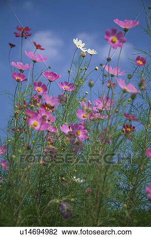 Cosmos Flowers View Large Photo Image Stock Image - Cosmos Flowers. Fotosearch