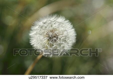 Stock Photo - Dandelion Clock. Fotosearch
