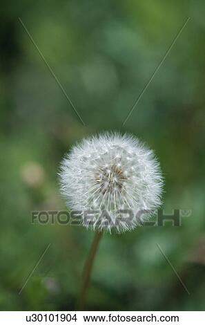 Picture - Dandelion. Fotosearch