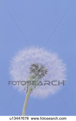Dandelion View Large Photo Image Stock Photo - Dandelion. Fotosearch