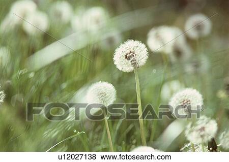 Stock Photo - Dandelions. Fotosearch