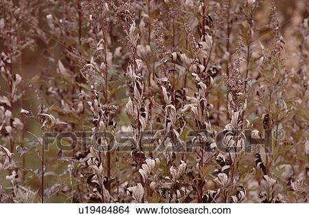 Dried Leaves Of Grasses View Large Photo Image Picture - Dried Leaves Of Grasses. Fotosearch