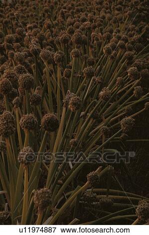 Stock Photo - Dried Stems. Fotosearch