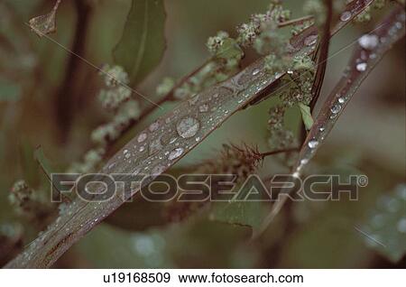 Droplets On Grass Leaves View Large Photo Image Stock Photo - Droplets On Grass Leaves. Fotosearch