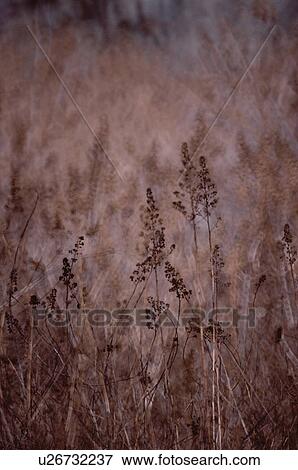 Dry Grass Field View Large Photo Image Stock Photo - Dry Grass Field. Fotosearch