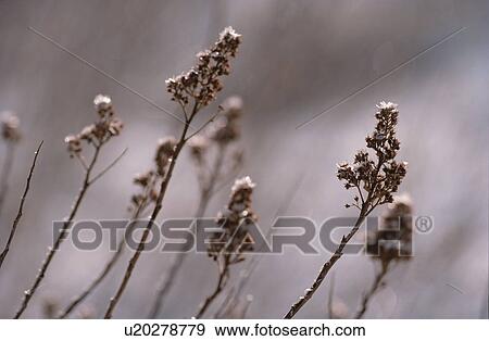 Dry Stems With Seeds View Large Photo Image Stock Photo - Dry Stems With Seeds. Fotosearch