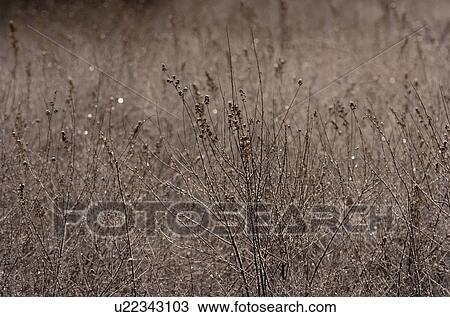 Field Of Dry Grasses View Large Photo Image Stock Image - Field Of Dry Grasses. Fotosearch