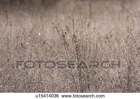 Stock Photograph - Field Of Dry Grasses. Fotosearch