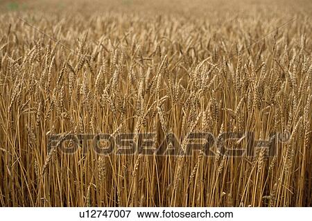 Field Of Grain Plants View Large Photo Image Stock Photo - Field Of Grain Plants. Fotosearch