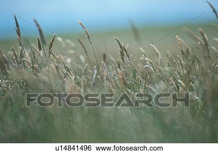 Field Of Japanese Pampas Grass View Large Photo Image Stock Photograph - Field Of Japanese Pampas Grass. Fotosearch