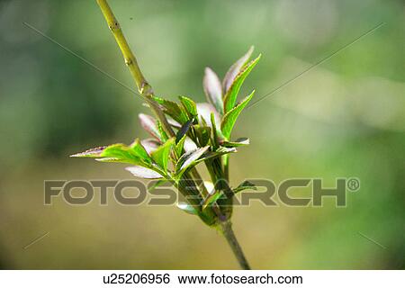 Stock Photograph - Fresh Green. Fotosearch
