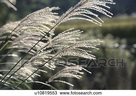 Stock Image - Japanese Pampas Grass. Fotosearch