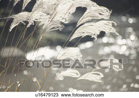 Japanese Pampas Grass View Large Photo Image Stock Image - Japanese Pampas Grass. Fotosearch
