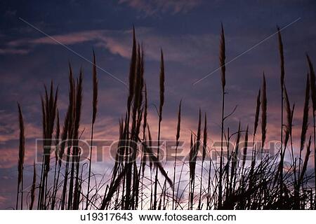 Japanese Pampas Grass View Large Photo Image Stock Image - Japanese Pampas Grass. Fotosearch