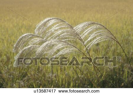 Japanese Pampas Grass View Large Photo Image Stock Photo - Japanese Pampas Grass. Fotosearch