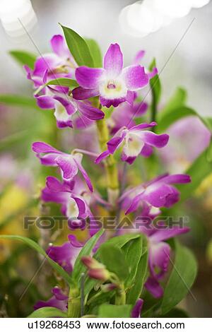 Purple flowers View Large Photo Image Stock Image - Purple flowers. Fotosearch