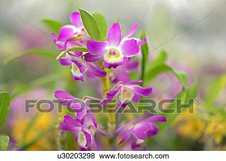Stock Photo - Purple flowers. Fotosearch
