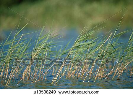Reeds In Water View Large Photo Image Stock Photo - Reeds In Water. Fotosearch