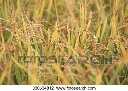 Seeds Of Rice Plant View Large Photo Image Stock Image - Seeds Of Rice Plant. Fotosearch