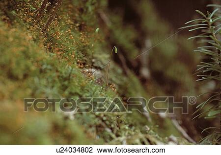 Sporophytes Of Moss View Large Photo Image Stock Image - Sporophytes Of Moss. Fotosearch