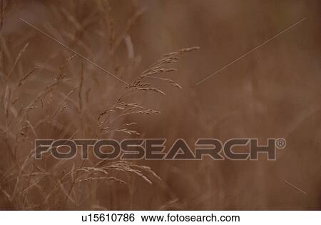 Stock Photograph - Stem Of Eulalias. Fotosearch