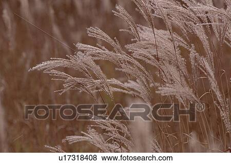 Stock Photo - Stems Of Eulalias. Fotosearch