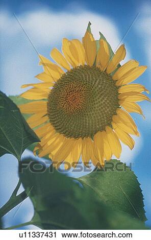 Stock Image - Sunflower. Fotosearch
