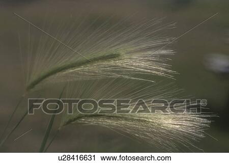 Sunlight On Grasses View Large Photo Image Stock Image - Sunlight On Grasses. Fotosearch