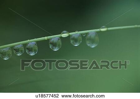 Water Droplets On Stem View Large Photo Image Stock Image - Water Droplets On Stem. Fotosearch