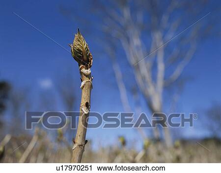 Stock Image - A Hydrangea Buds. Fotosearch