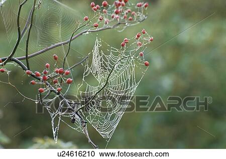 Stock Image - A Red Fruit And A Cobweb. Fotosearch