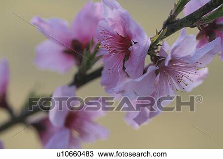 Stock Image - Almond Blossom. Fotosearch