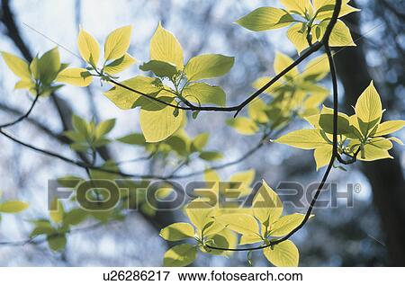 Stock Photo - Branch In Sunlight. Fotosearch