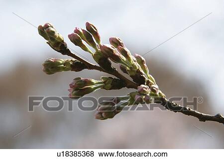 Stock Photo - Bud. Fotosearch