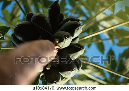 Stock Image - Bunch Of Coconuts. Fotosearch