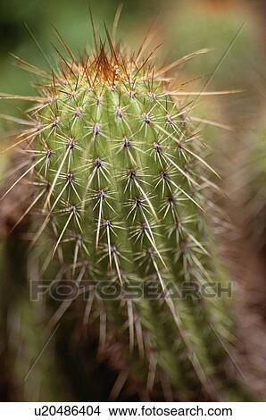 Picture - Cactus. Fotosearch