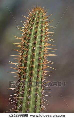 Stock Photo - Cactus. Fotosearch