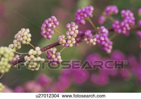 Callicarpa Japonica View Large Photo Image Picture - Callicarpa Japonica. Fotosearch