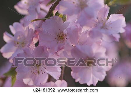 Stock Image - Cherry Blossom. Fotosearch