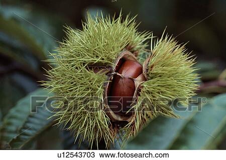 Stock Image - Chestnut In Spiky Case. Fotosearch