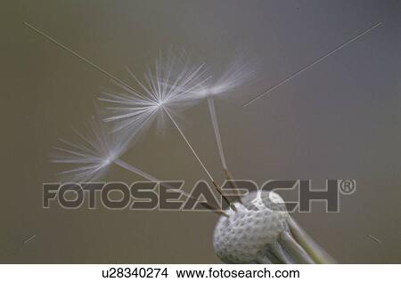 Picture - Dandelion Seeds. Fotosearch
