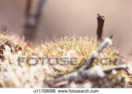 Droplets On Moss Leaves View Large Photo Image Stock Photo - Droplets On Moss Leaves. Fotosearch