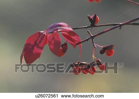 Stock Image - Euonymus Alatus. Fotosearch