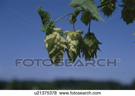 Stock Photo - Hop Plant. Fotosearch