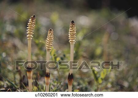 Stock Image - Horsetail. Fotosearch