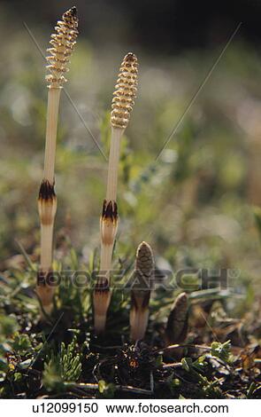 Horsetail View Large Photo Image Stock Image - Horsetail. Fotosearch