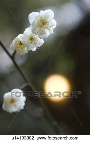 Japanese plum flowers on a branch, close up, differential focus, Japan View Large Photo Image Stock Image - Japanese plum flowers on a branch, close up, differential focus, Japan. Fotosearch