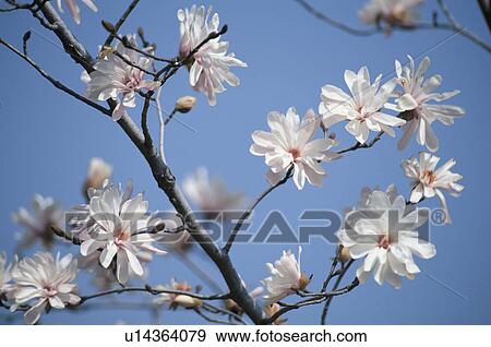Stock Photo - Kobus Magnolia. Fotosearch